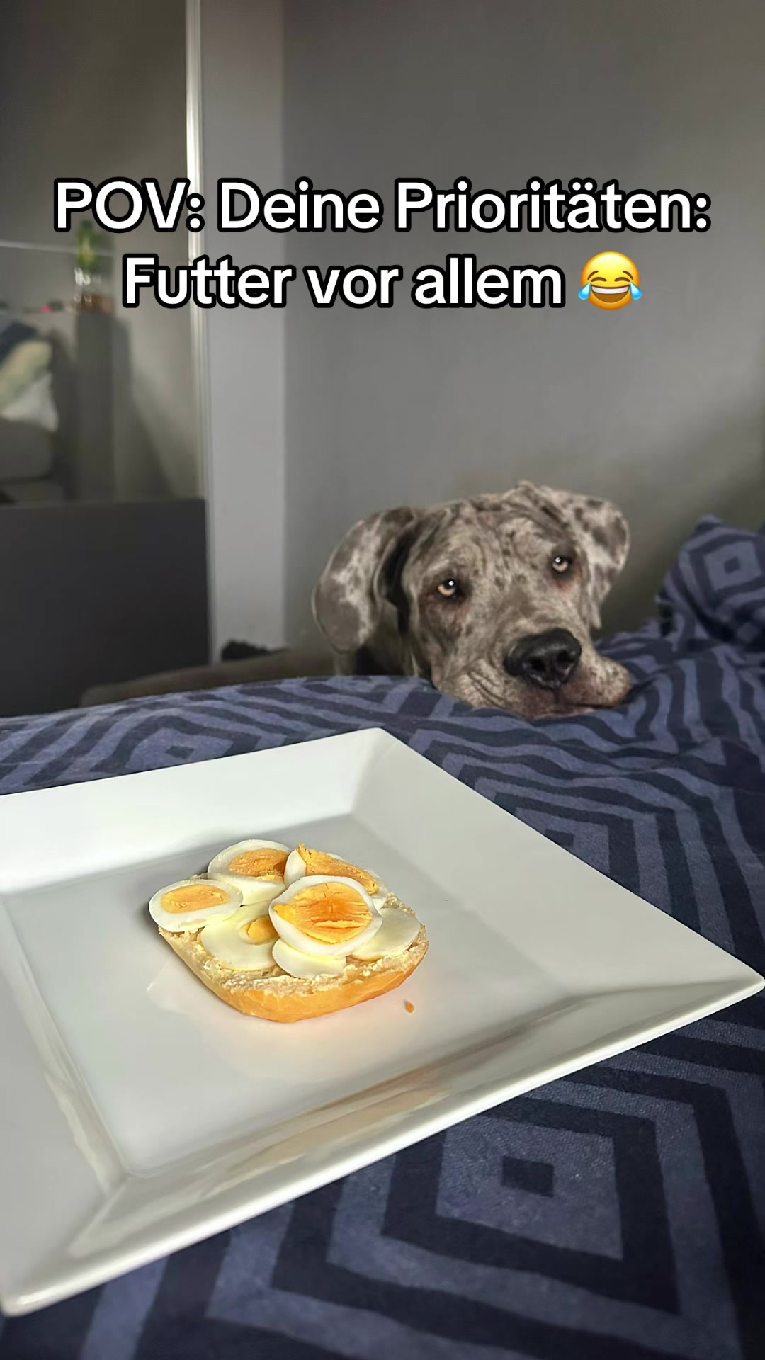 @✨Lou~CaNeCorSo✨