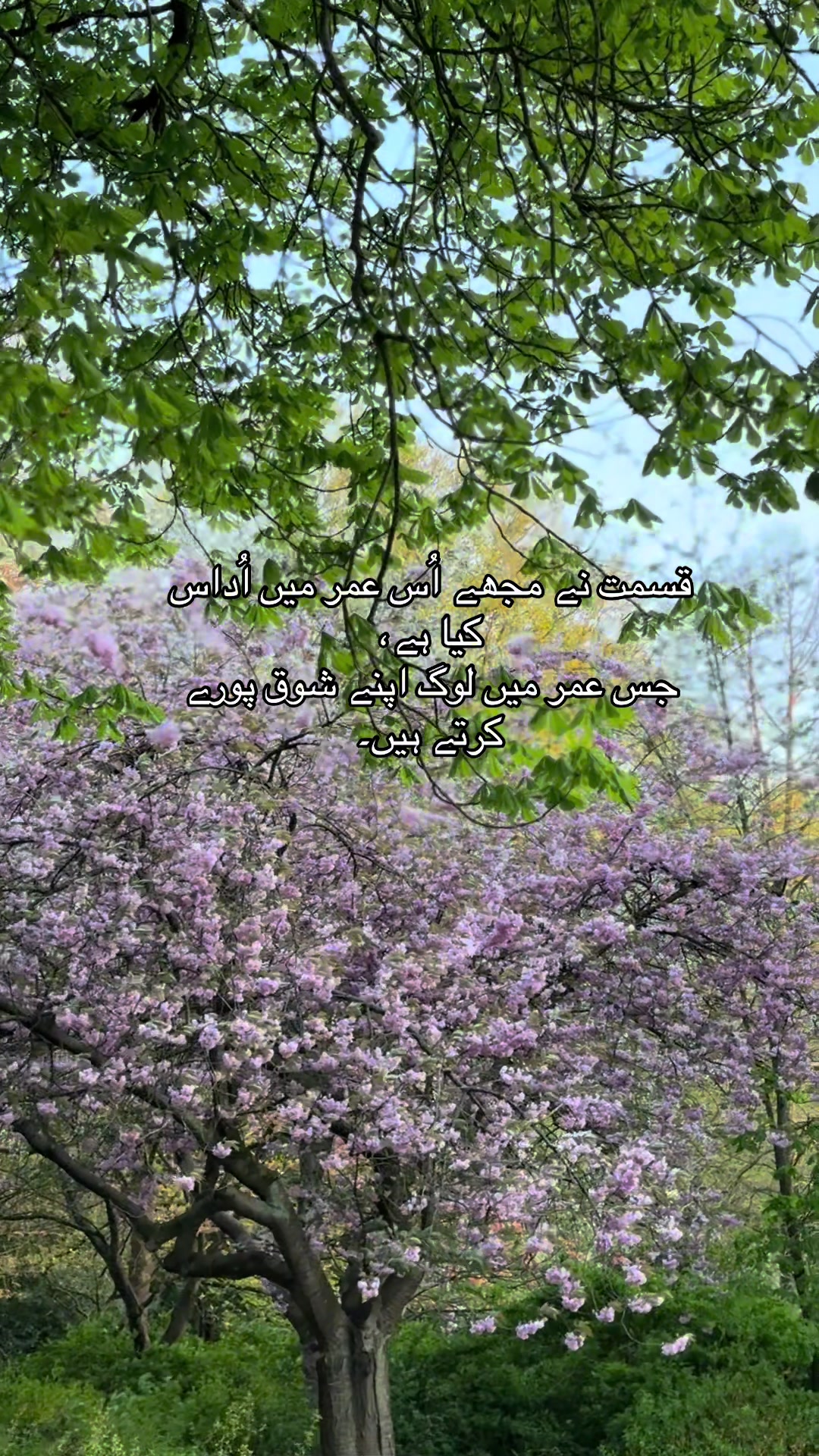 @_aqsahamid