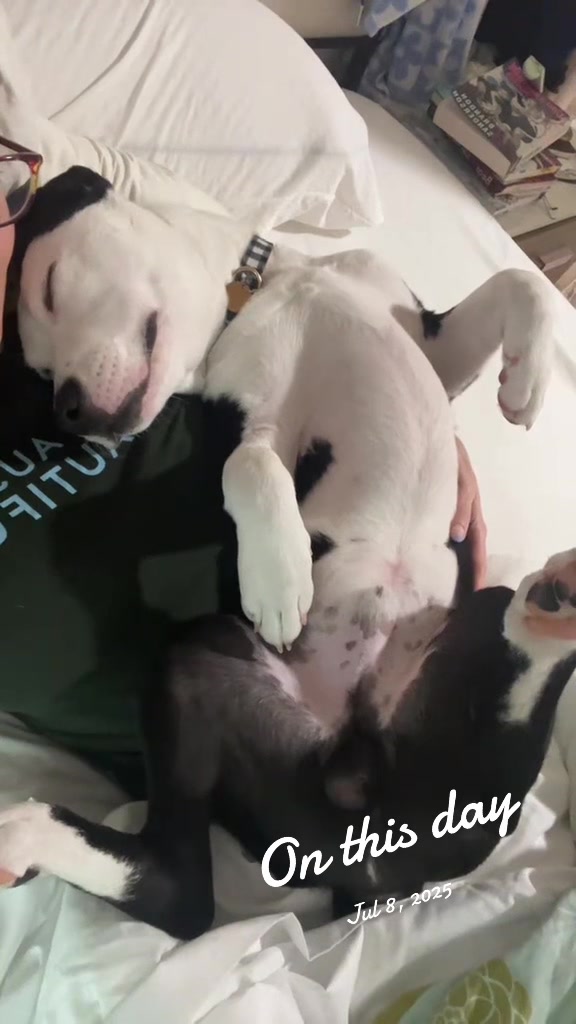 @Puppy named Poet
