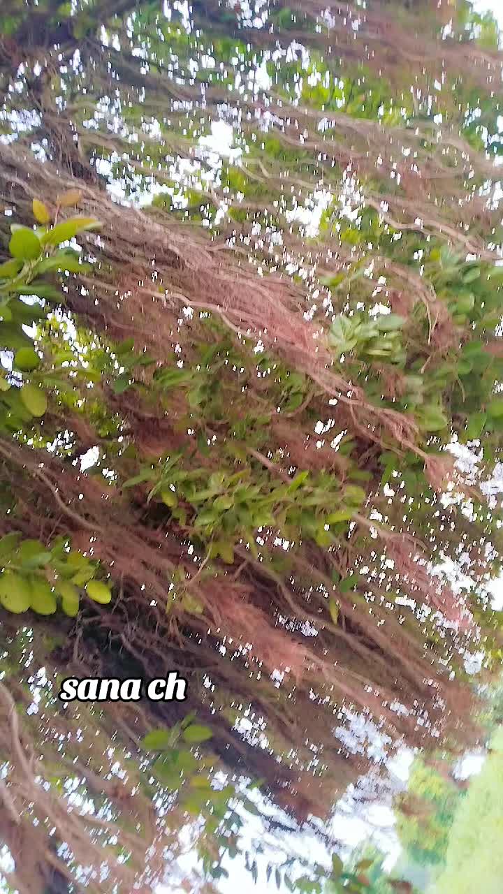 @sana kanwal ♥๏ธ