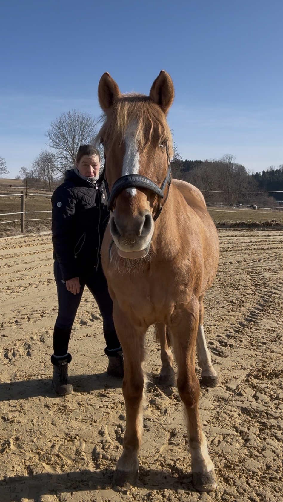 @equine_body_in_balance