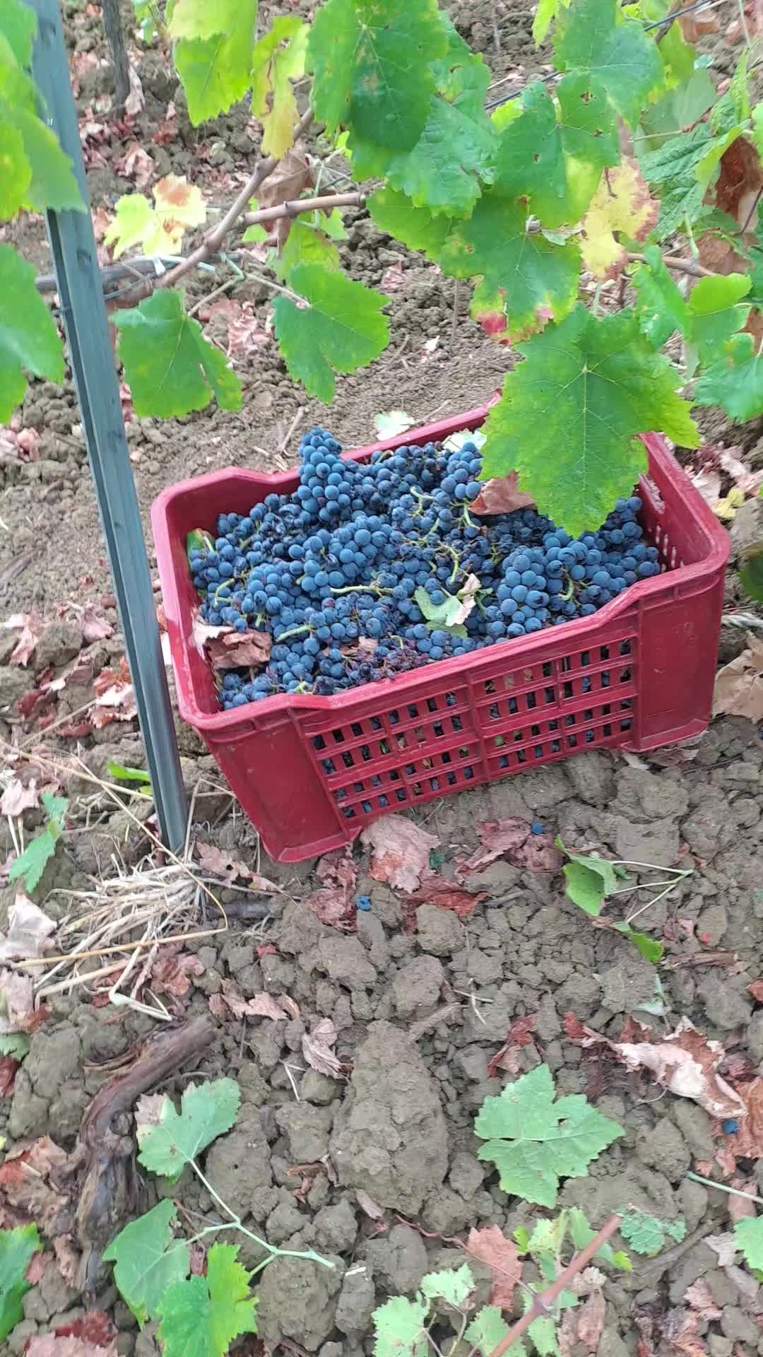 @Maurizio mul&egrave;