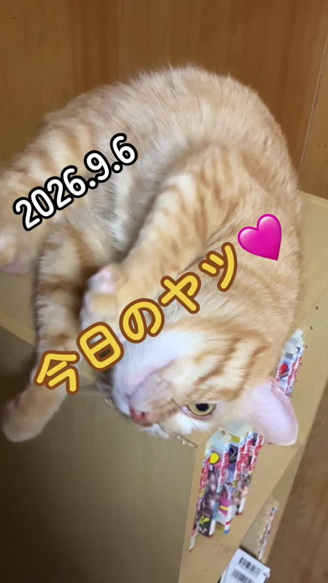 @茶トラ商店