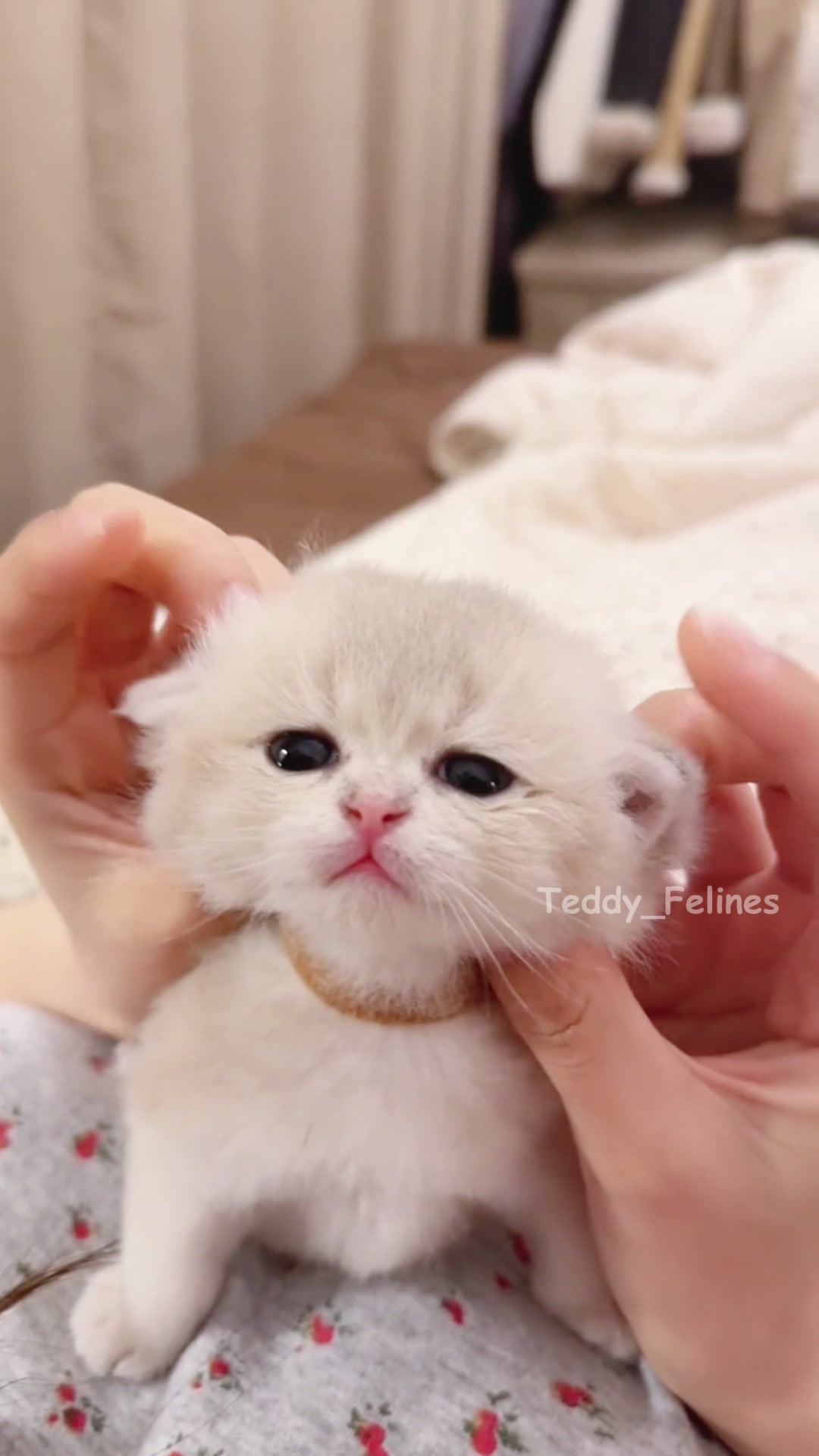 @Teddy_Felines 🧸🐾