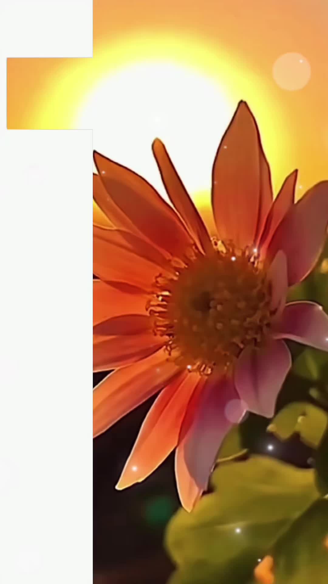 @Zubia_K