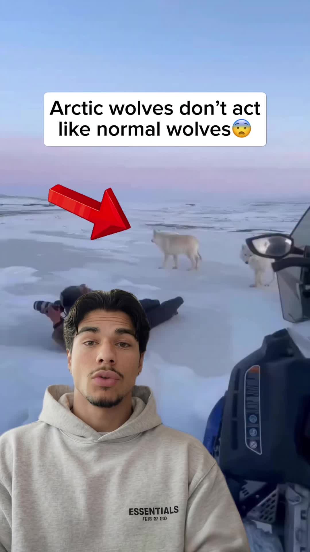 @Animal Code