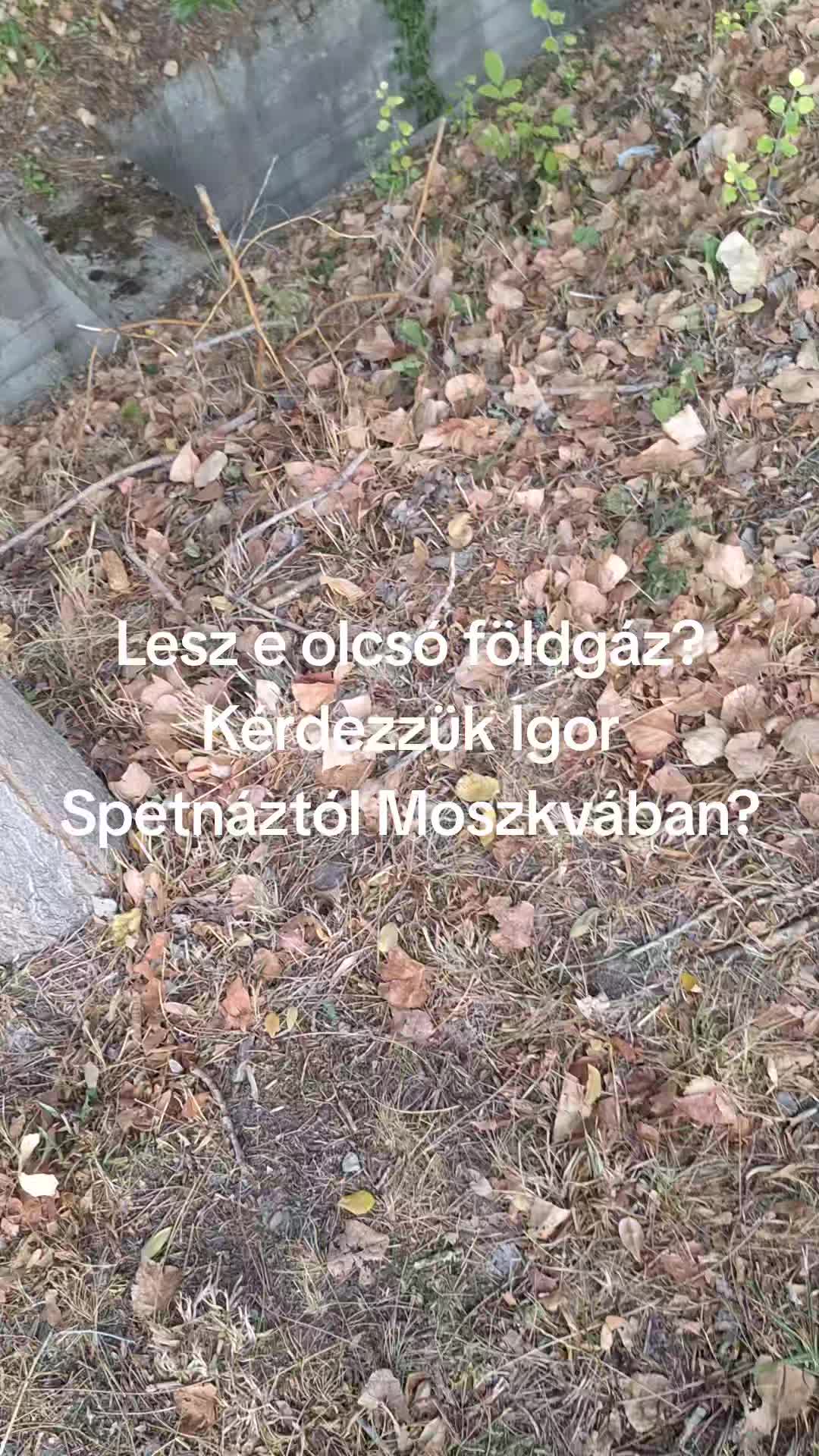 @Vir&aacute;gz&oacute; J&ouml;vő