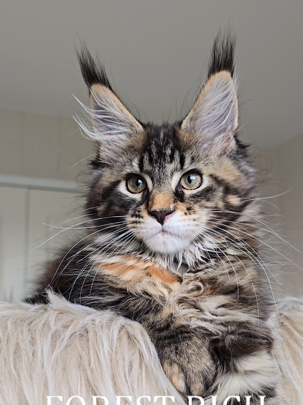 @Maine Coon Cattery Forest Rich