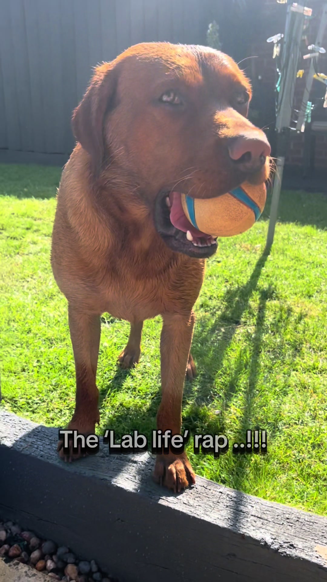 @Rolo🦮 fox red lab🐾🧡