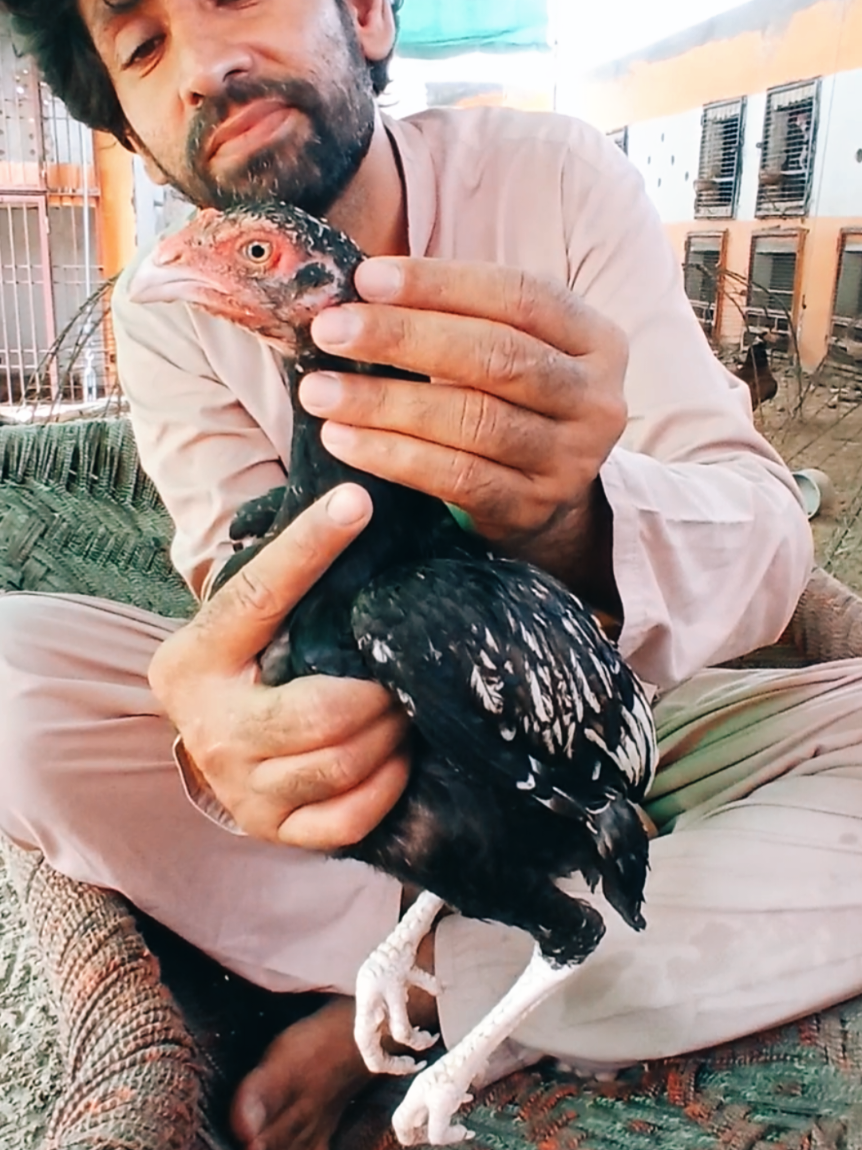 @Sajjad Aseel Farm