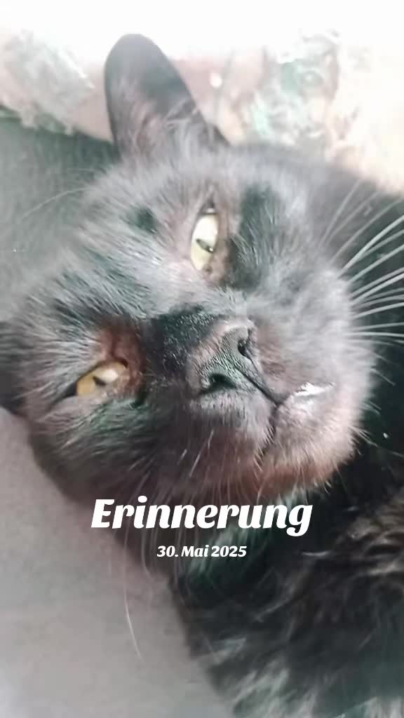 @&hearts;️Katzenmama&hearts;️