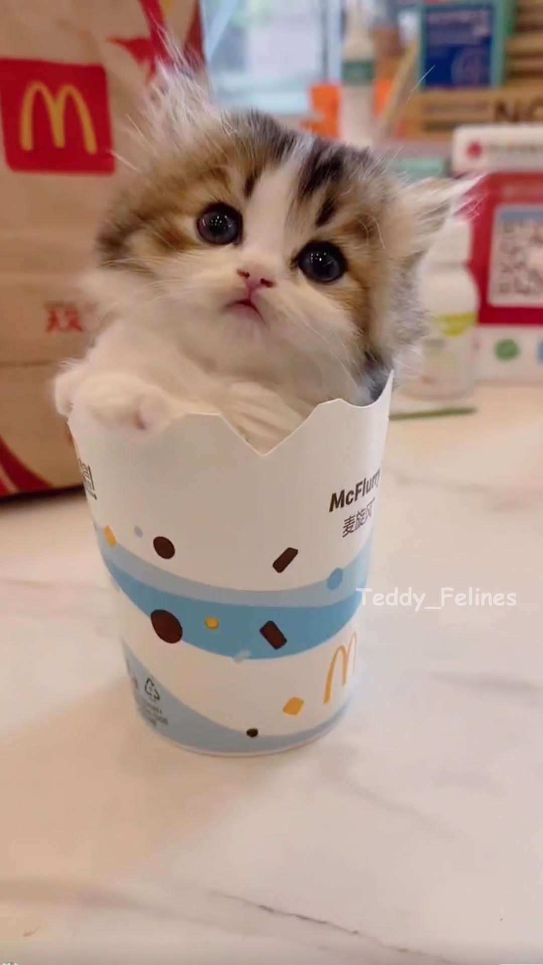 @Teddy_Felines 🧸🐾