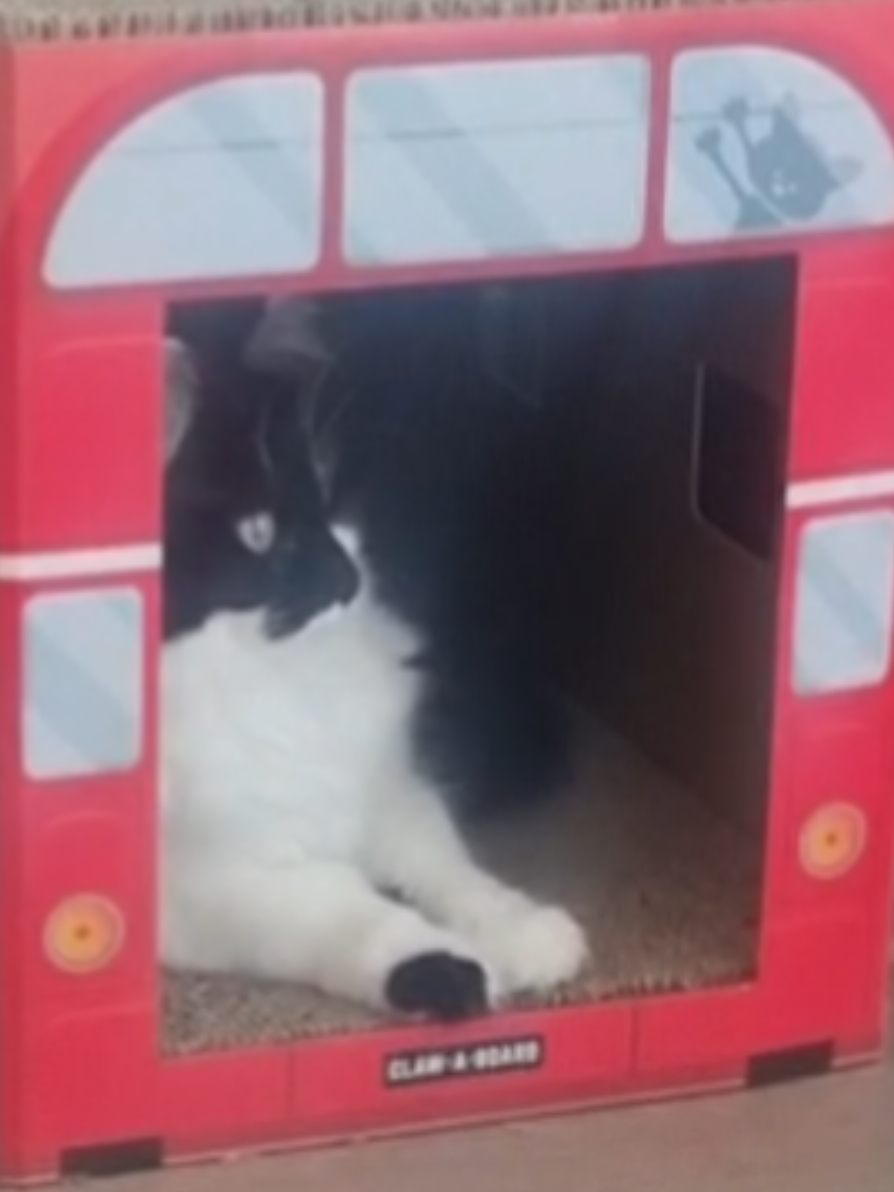 @2catlife