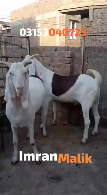 @rihan malik