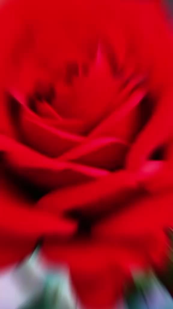 @any🌹rose