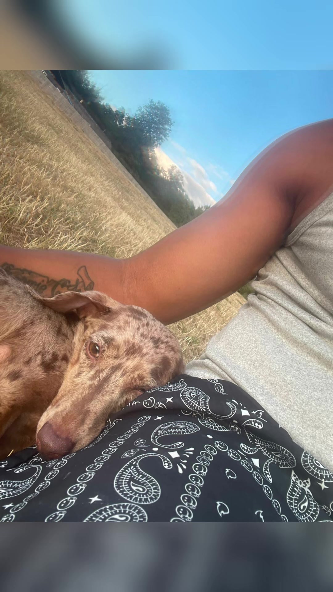 @DynastyKennels