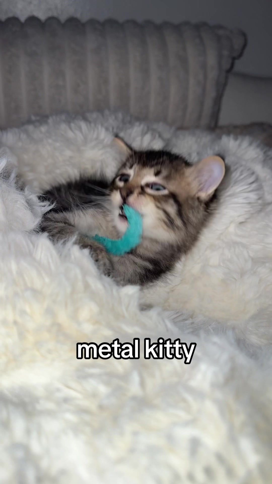 @Mia kittens