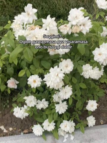 @Jakss_⚜️