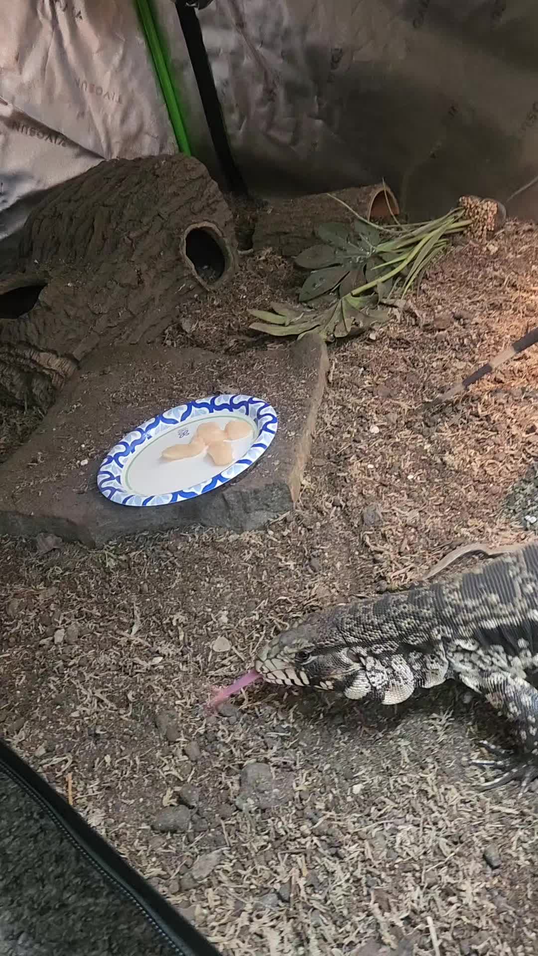 @Ballard&rsquo;s Reptiles