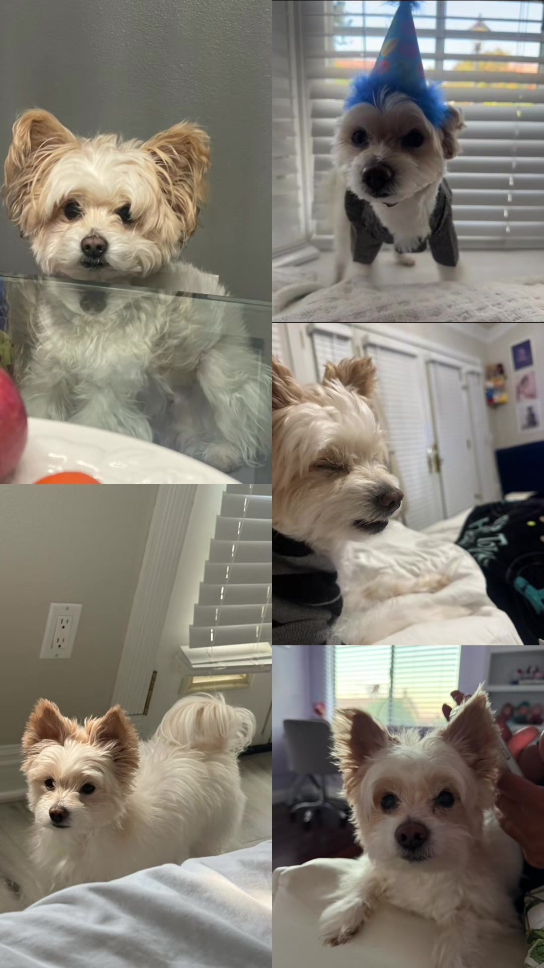 @Twinkies TikTok life