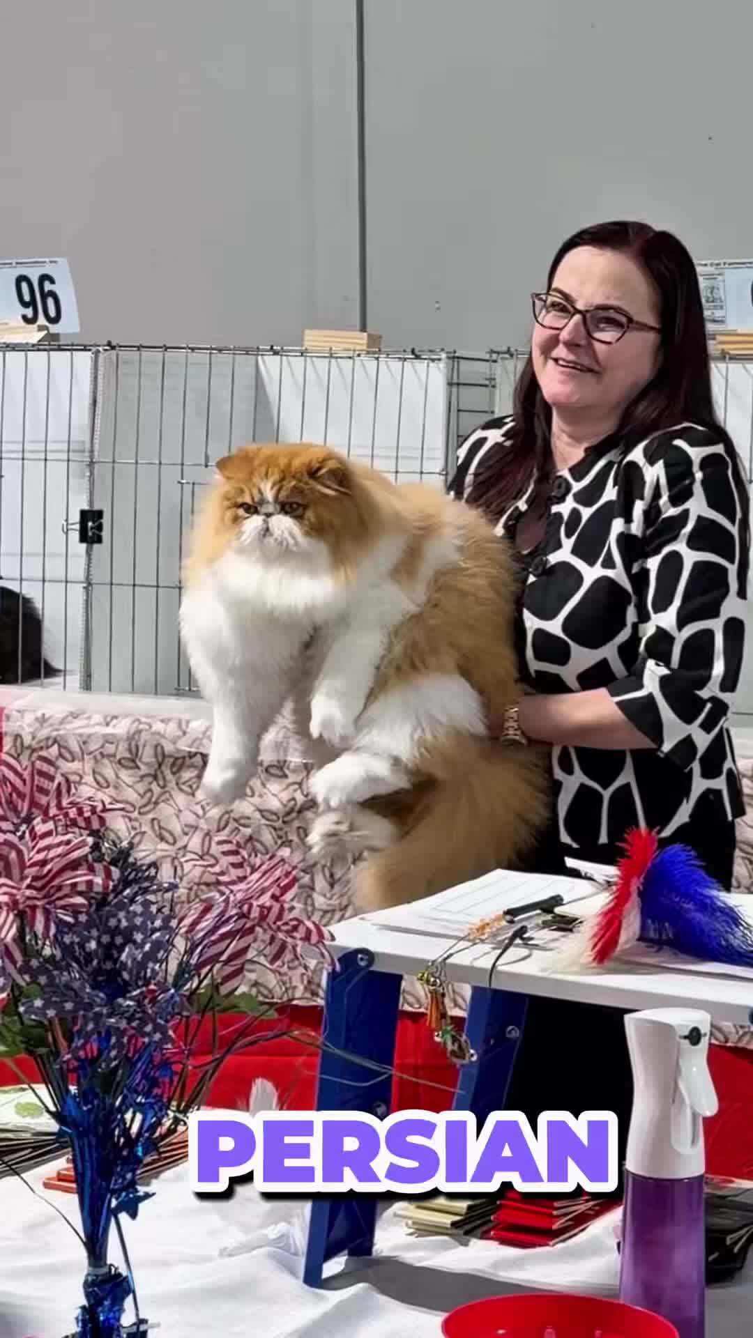 @NewVisionCatClub