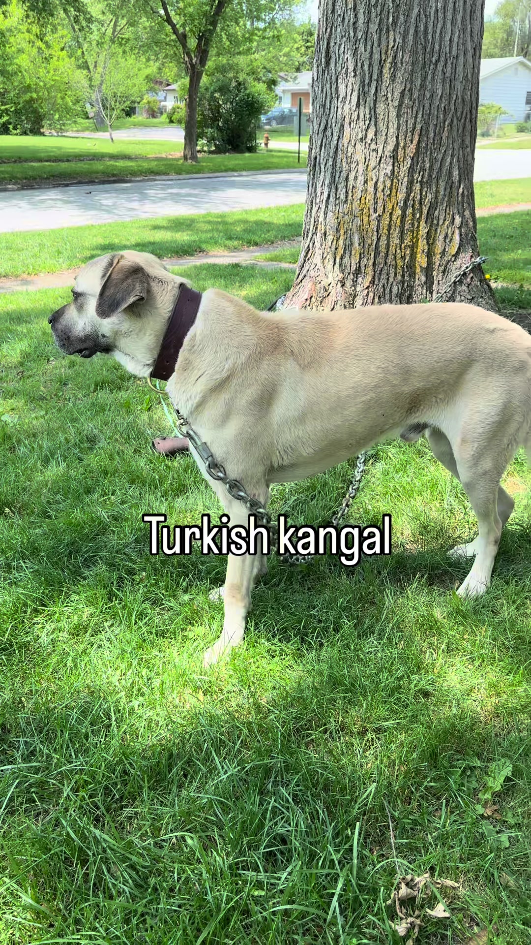 @Boss Canine