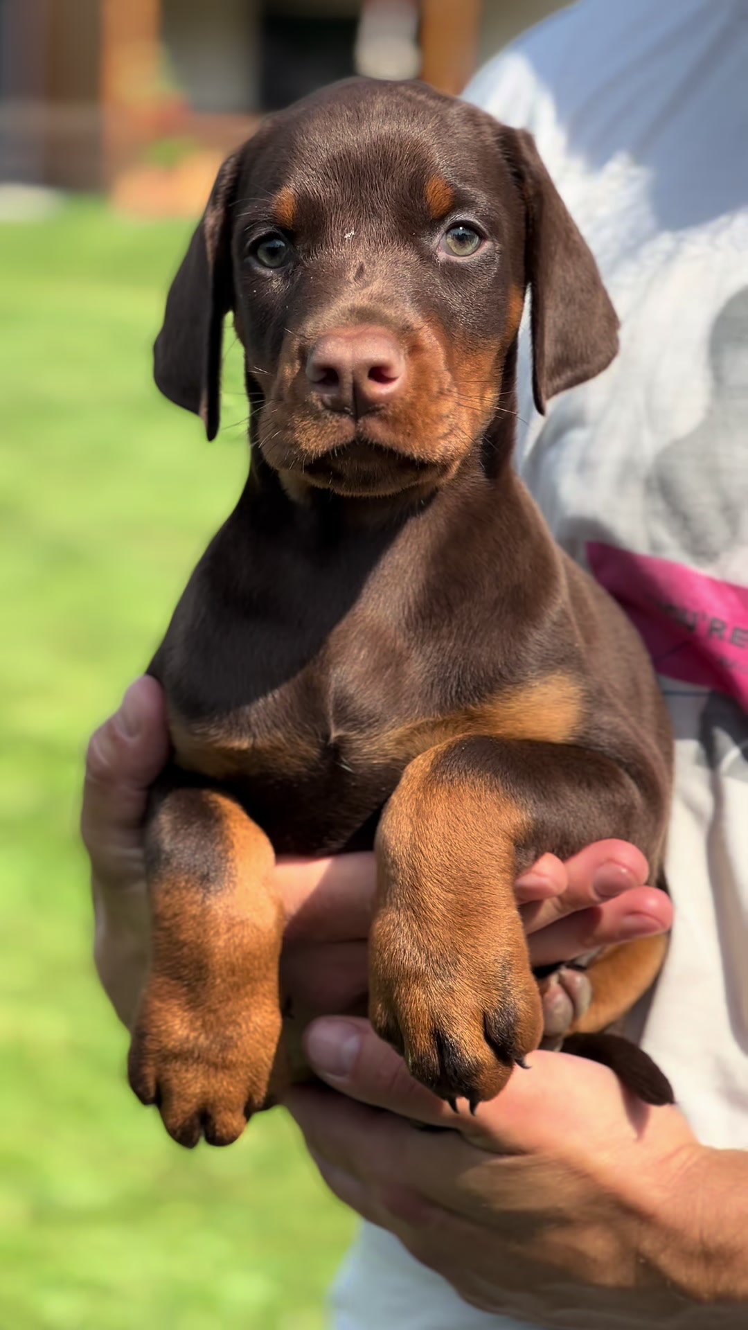 @GRAREVA dobermanns