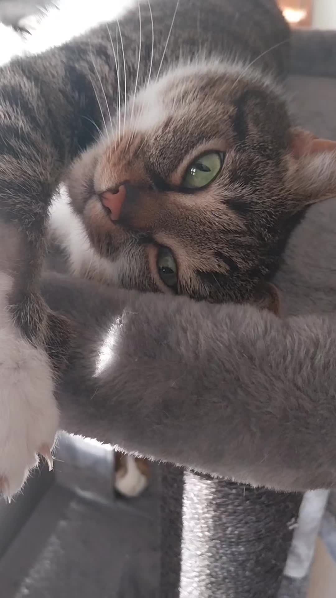 @Scotty🐱🐾🐱🐾 🐱🐾🐱🐾🐱🐾