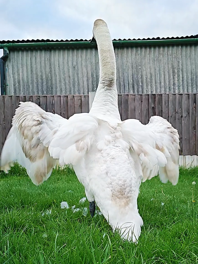 @Waterhouses Wildlife Rescue