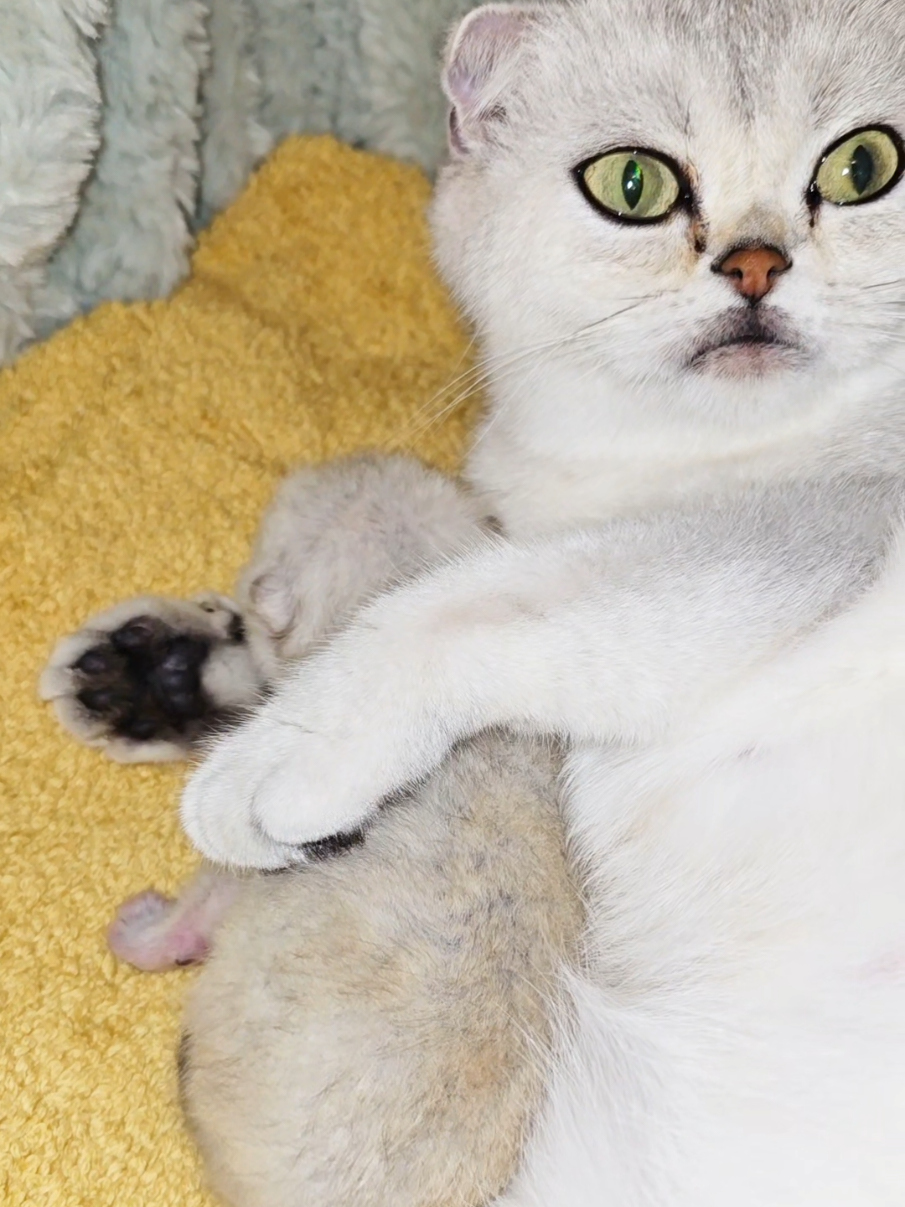 @Cat Chloe & kittens