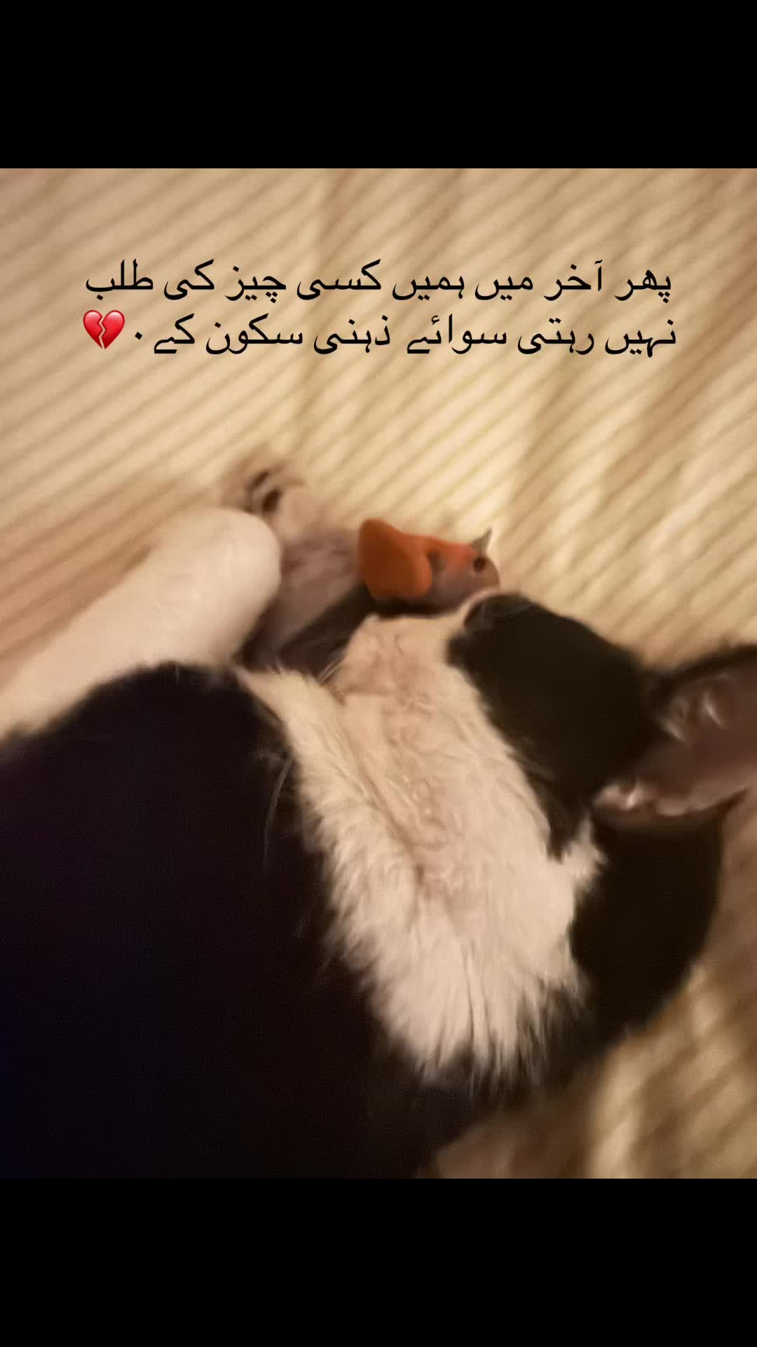 @_aqsahamid0407