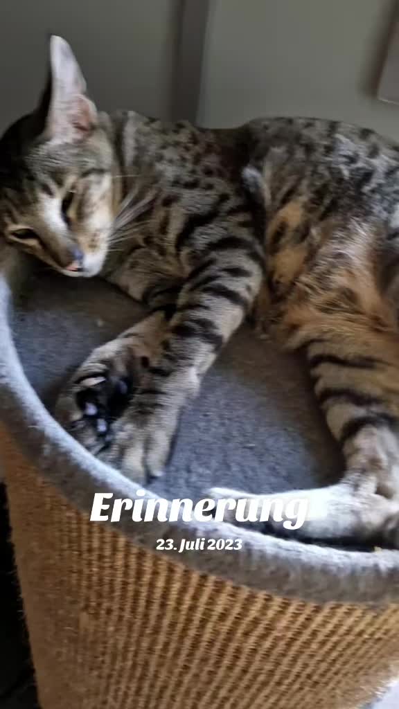 @Karin-Catmama80