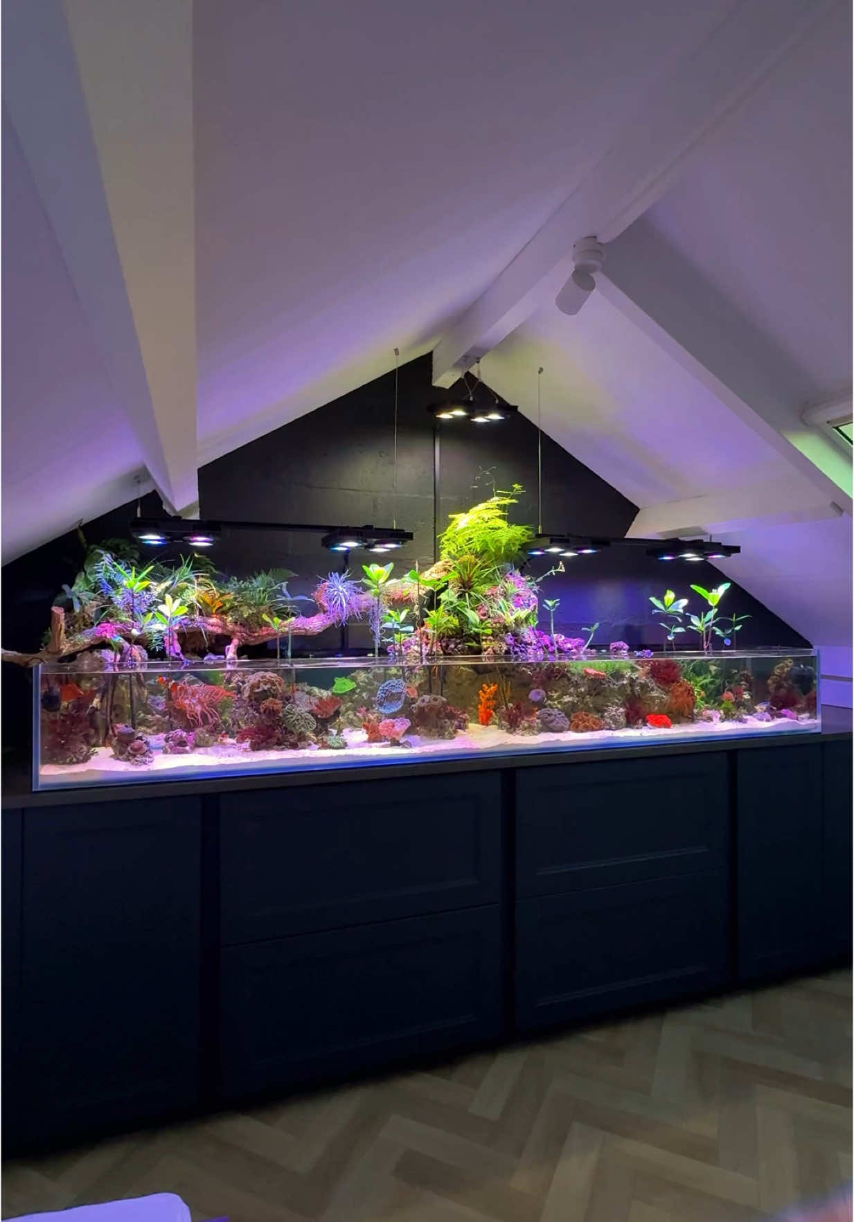 @Danny’s Aquariums