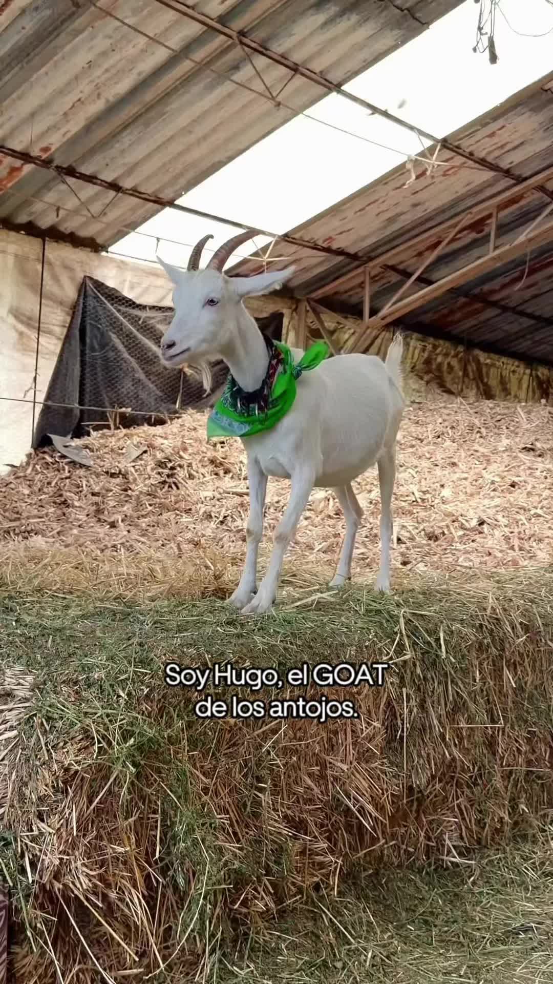 @uber_es