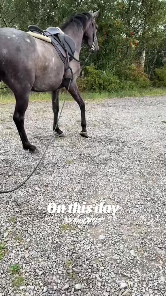 @chillsandchampionsequine