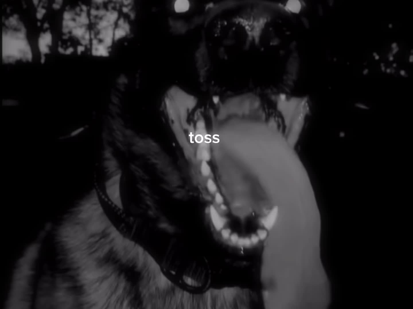 @germanshepherdfan01