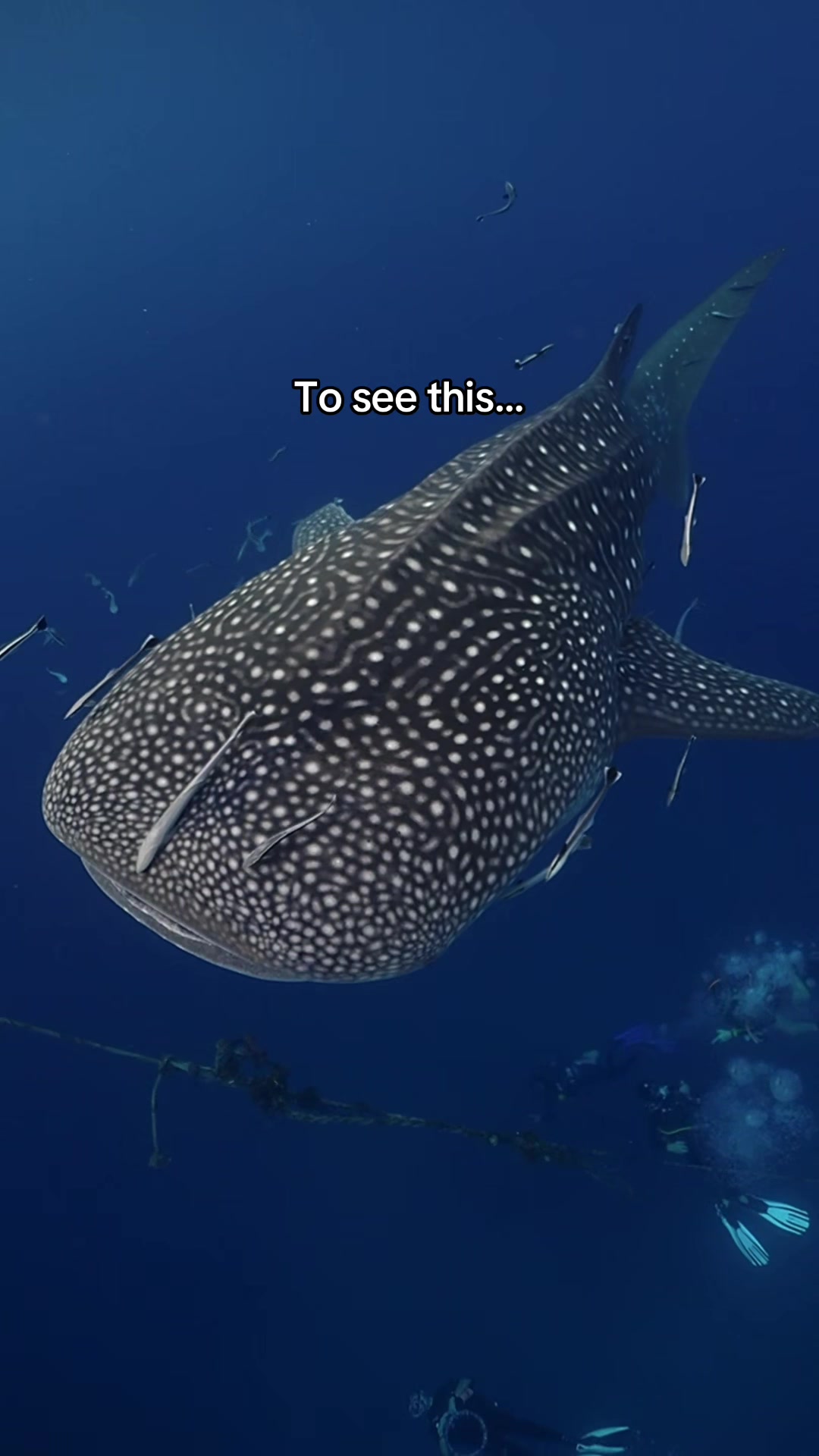 @Ella | Dive Instructor
