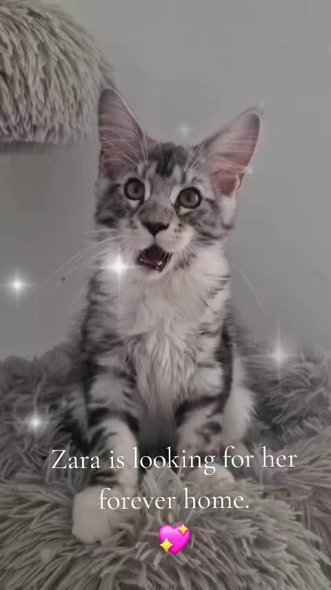 @Dollzuki Maine Coons