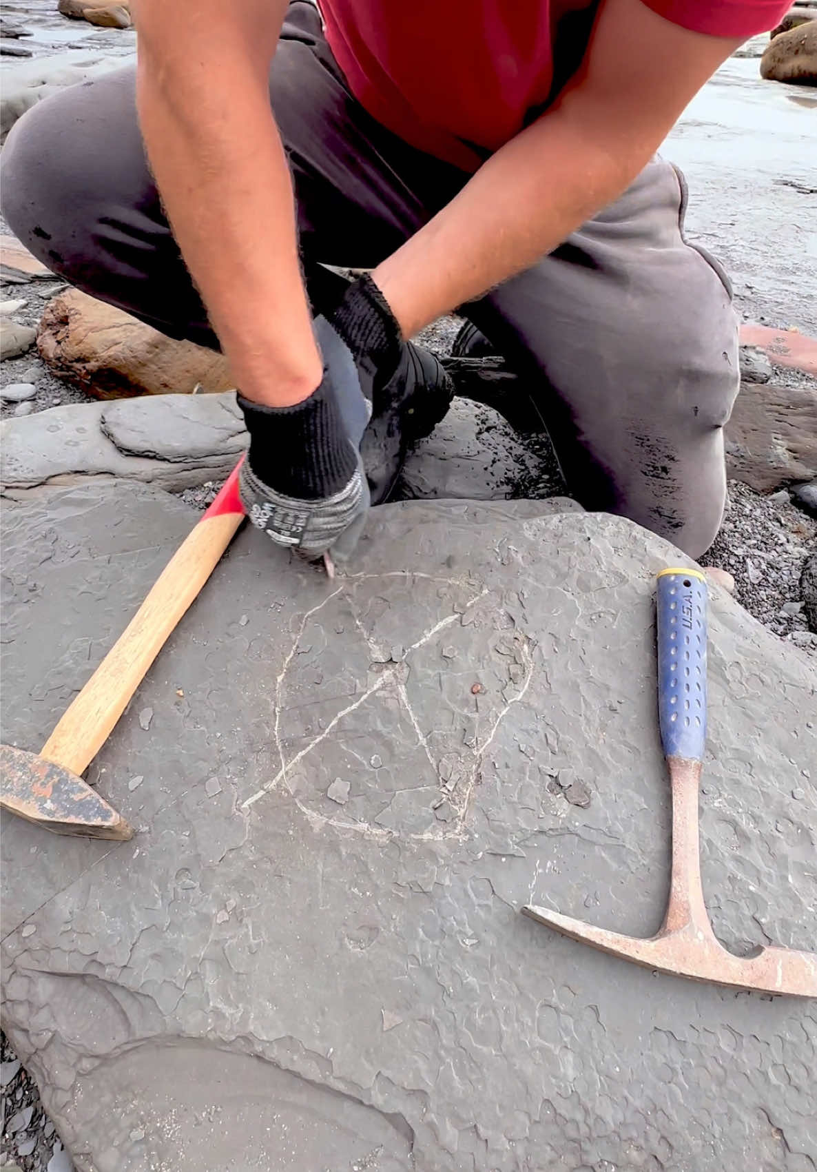 @yorkshire.fossils