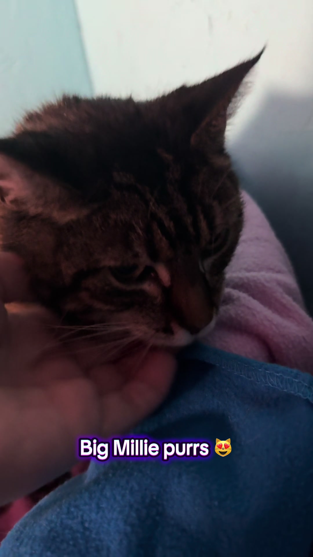 @swalecliffecattery
