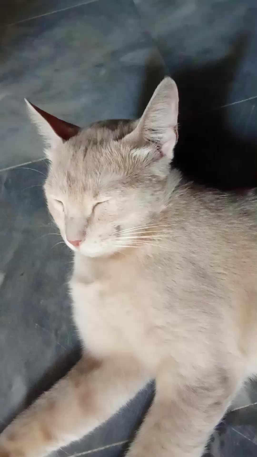 @cutecatlover8172