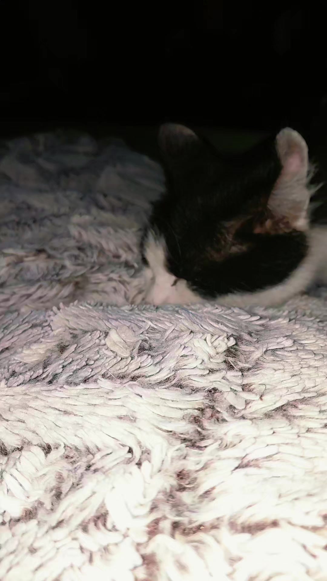 @♥️Katzenmama♥️
