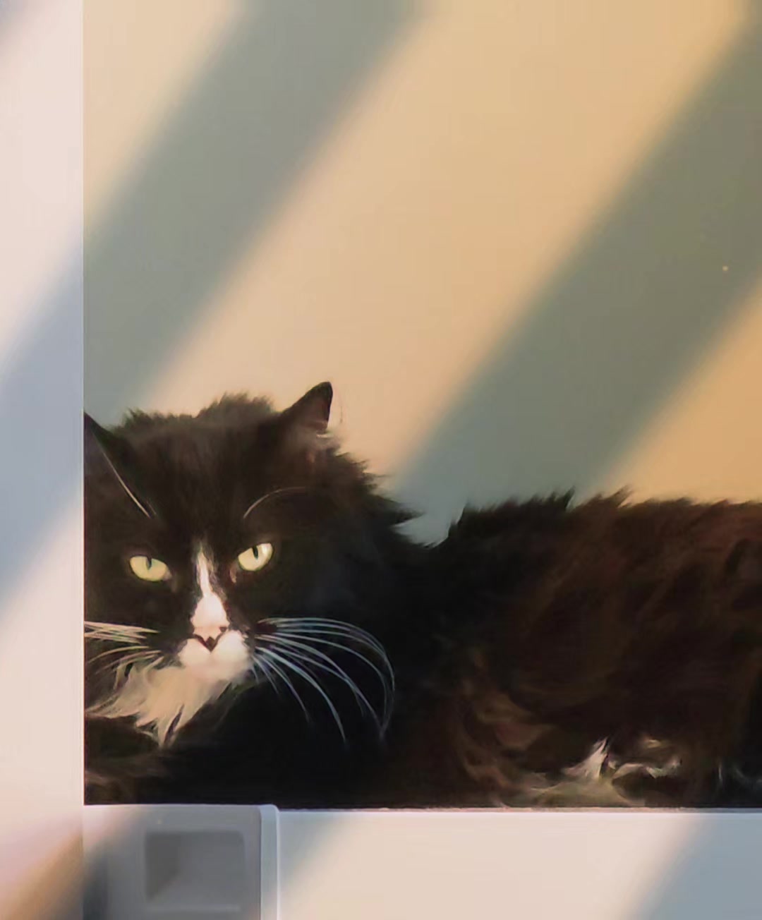 @AtticaTheTuxedoCat