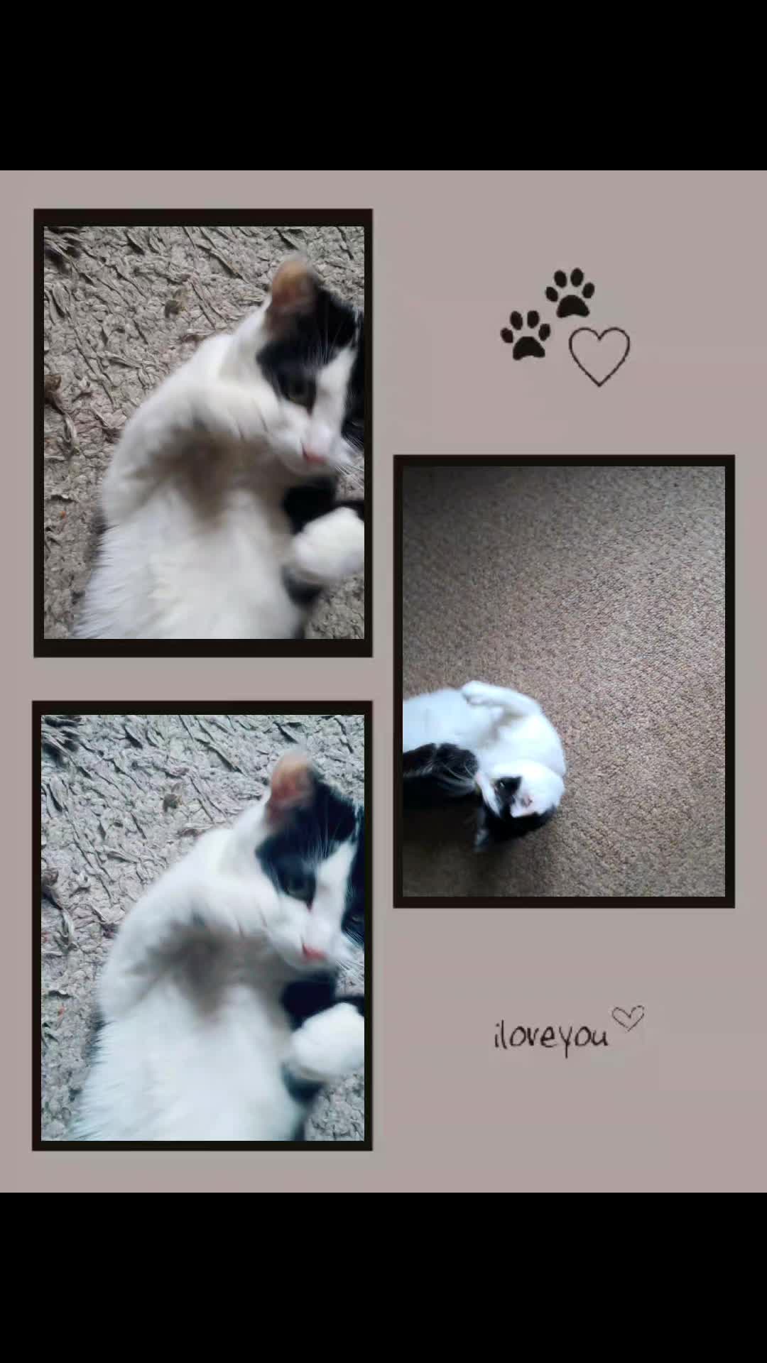 @Snuggles The Cat