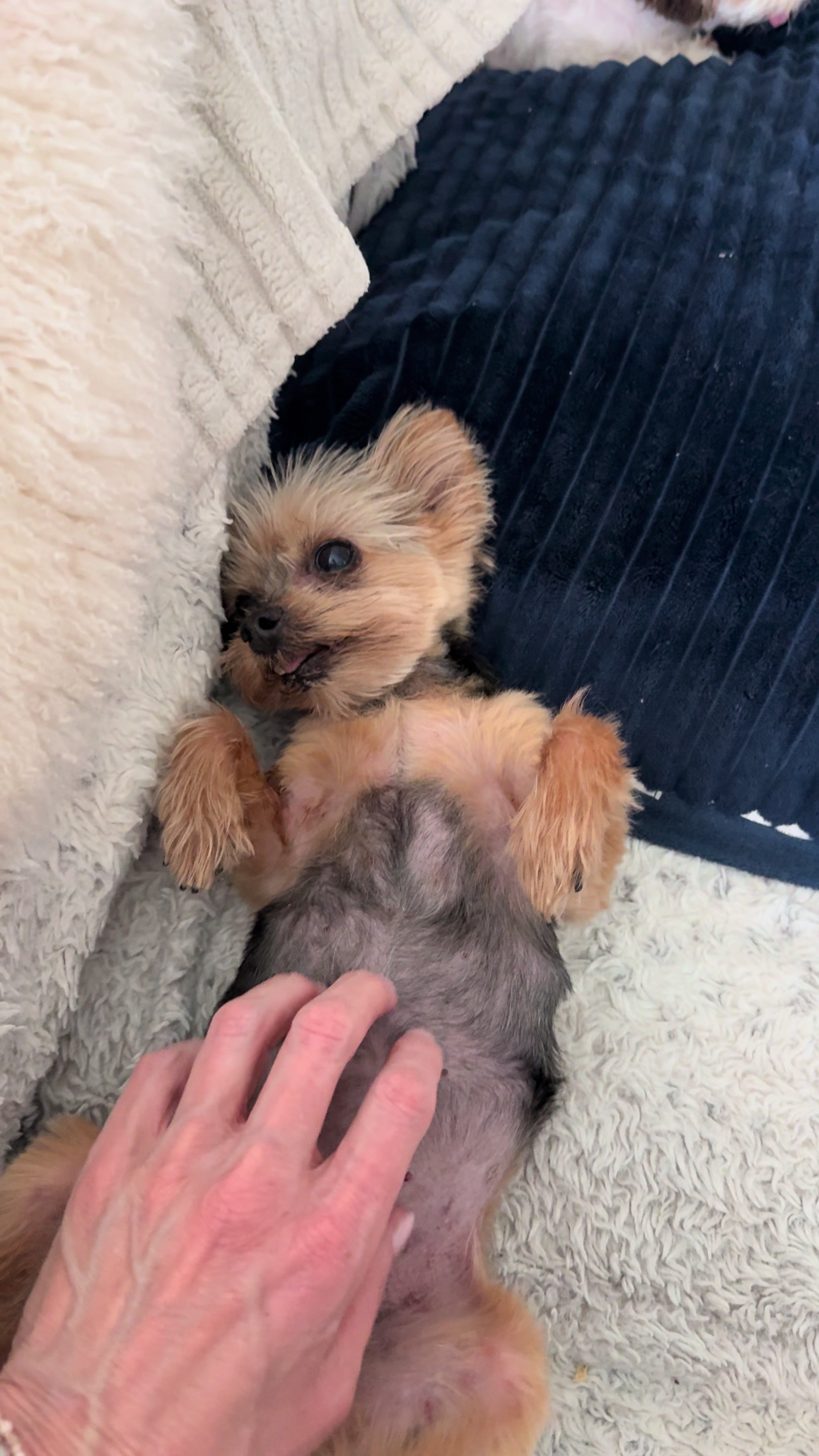 @My_4_Yorkies