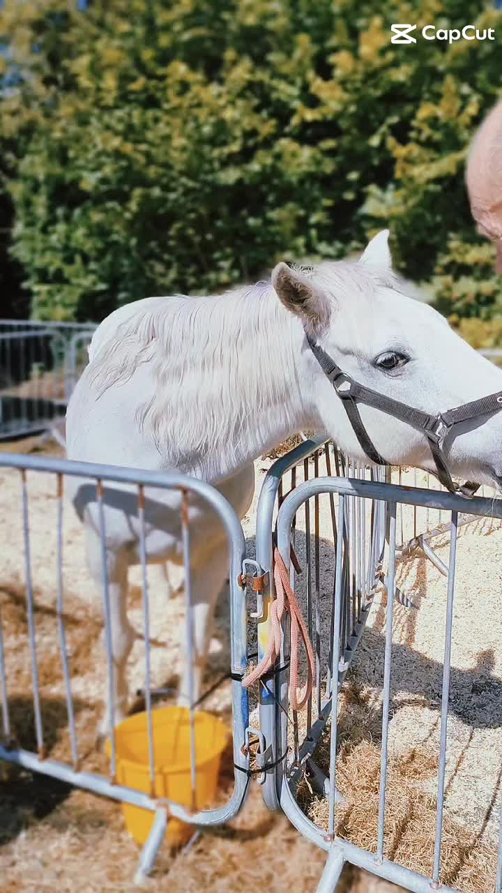 @Miss Poppy and friends 🦄💖