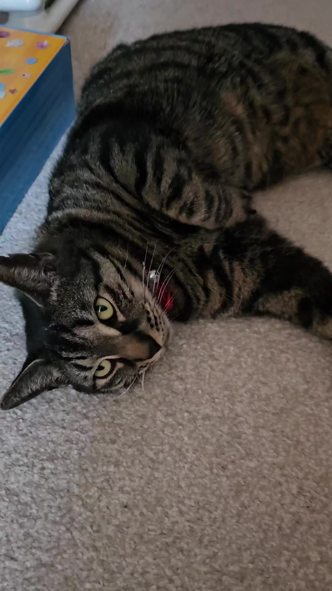 @CatmanScoop