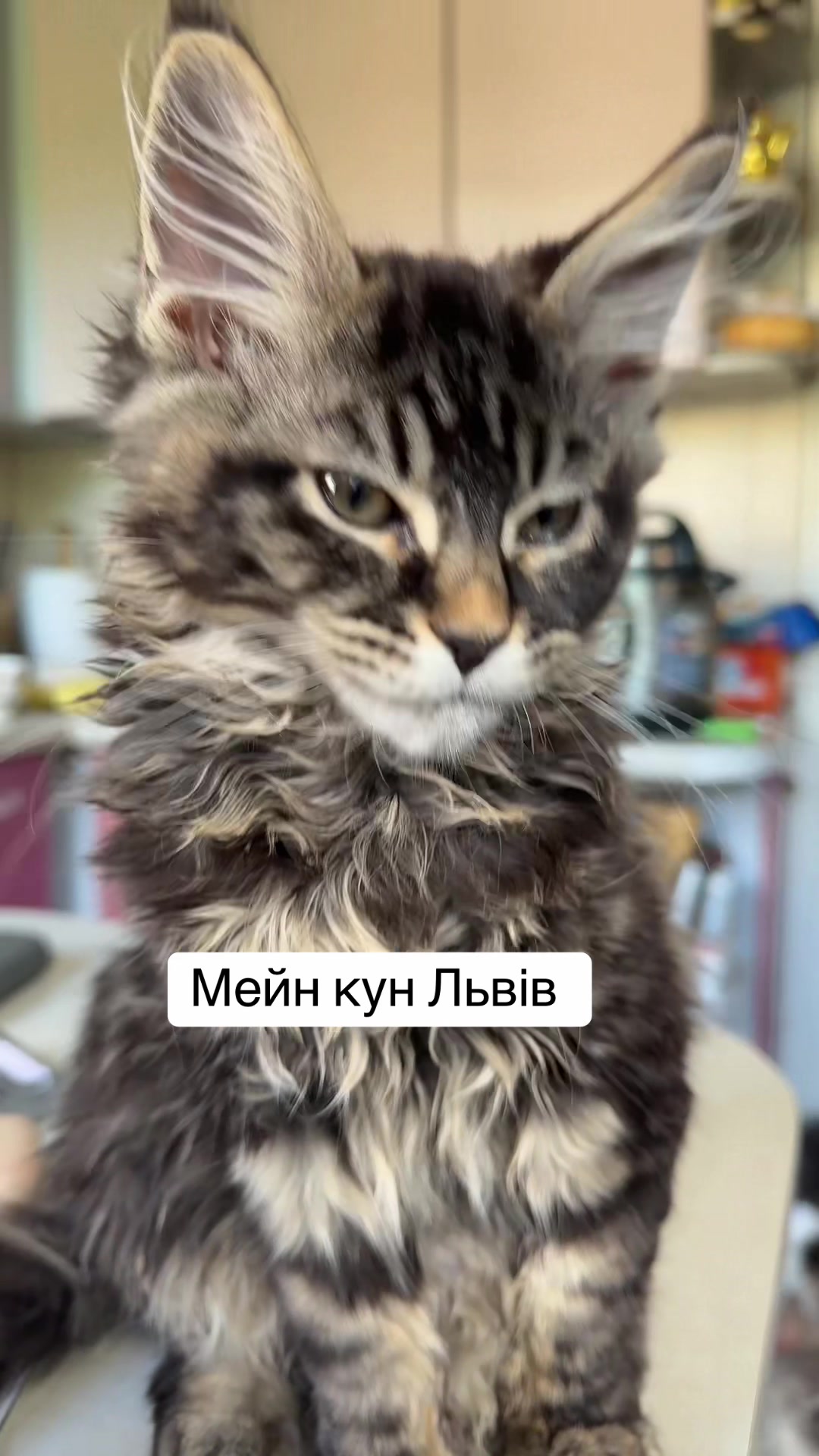 @PARAKENTOS*UA Maine coon
