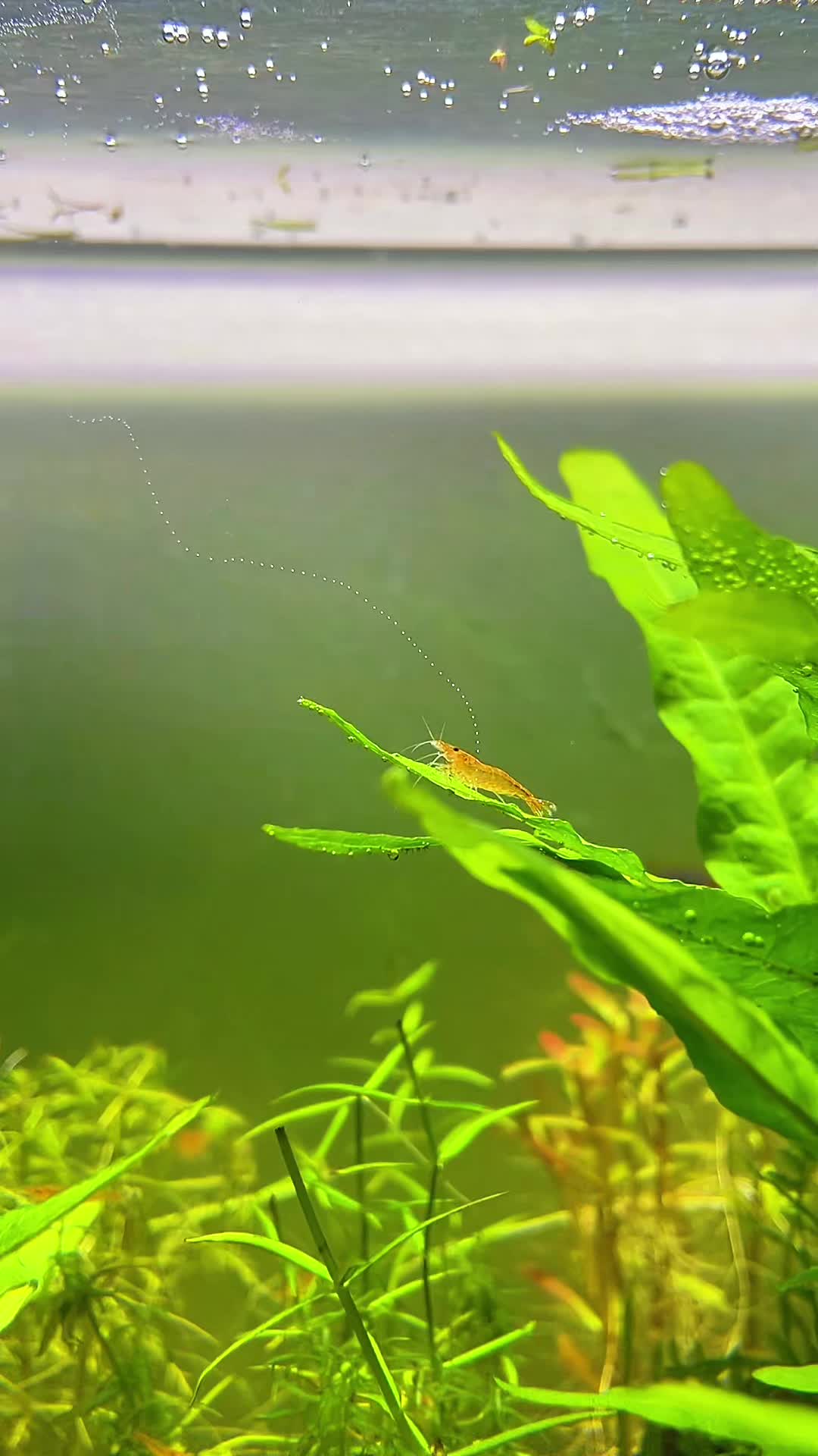 @fishygator