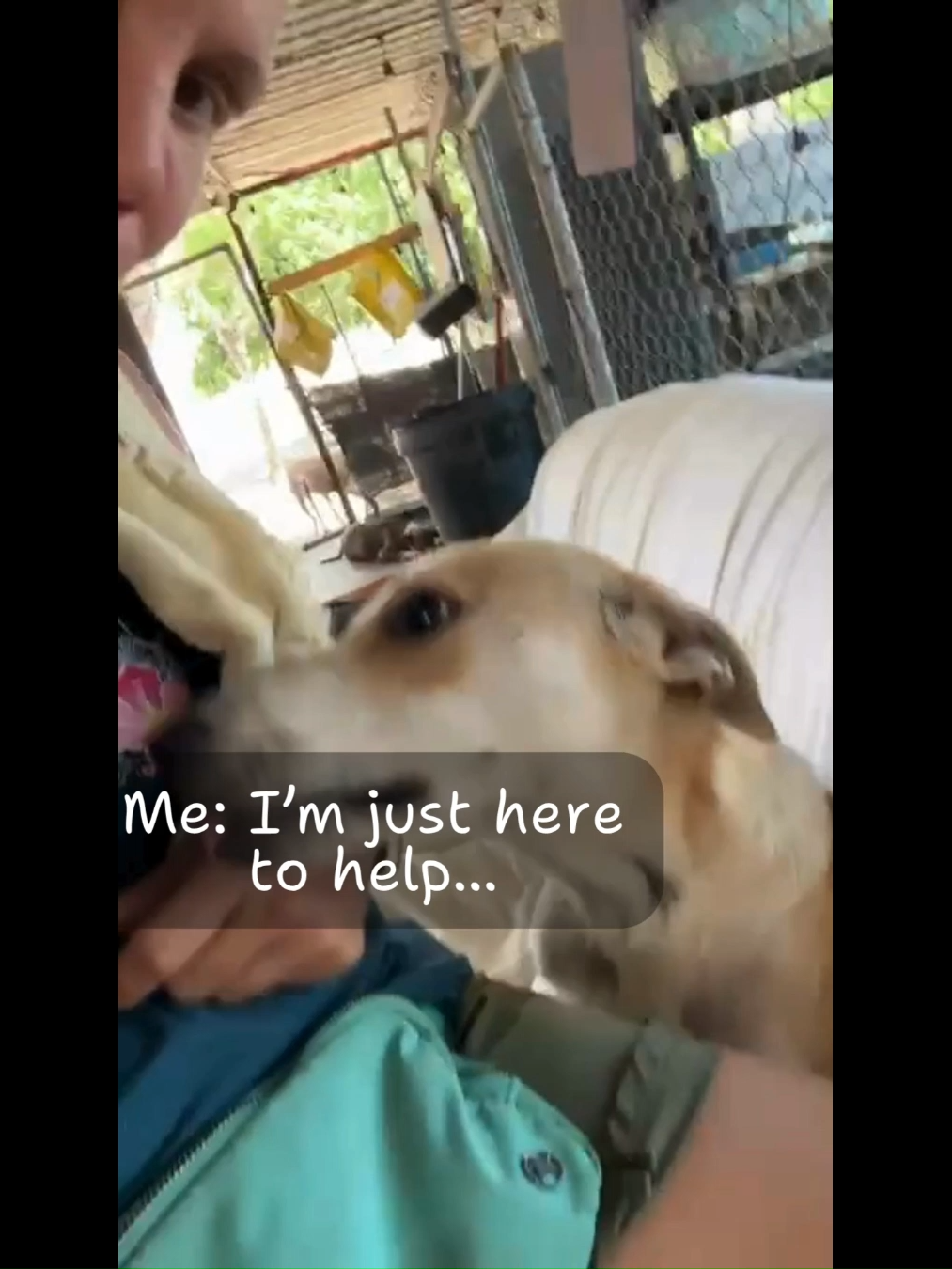 @A Dogs New Life